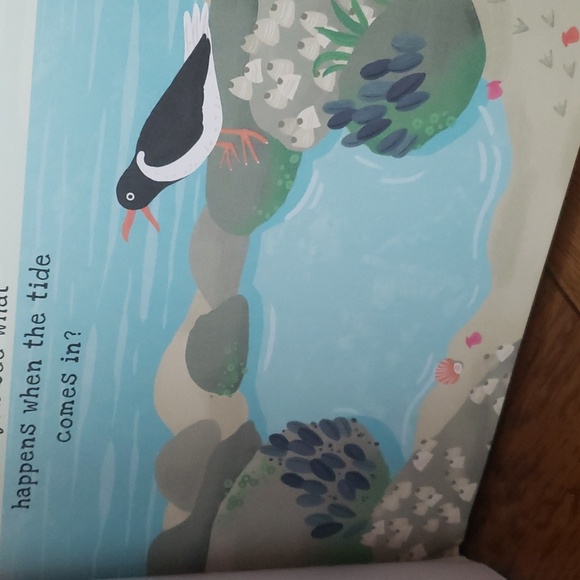 Secrets of the Seashore A Shine-A-Light Book - New - Picture 4 of 7